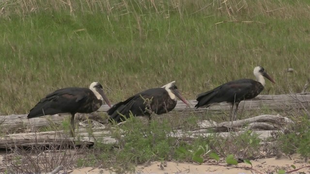 Afrika-Wollhalsstorch - ML201059141