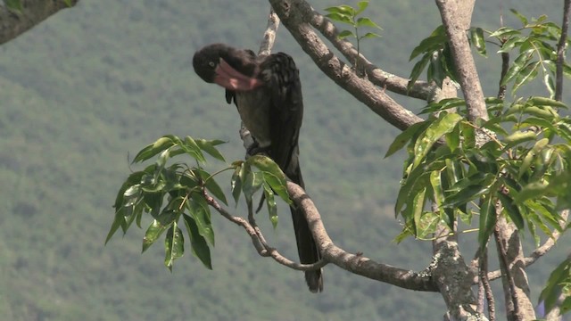 Crowned Hornbill - ML201059241