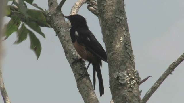 Mocking Cliff-Chat - ML201059251