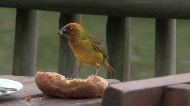 Cape Weaver - ML201059371