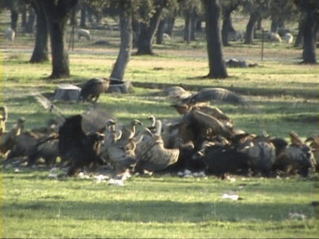 Grifone - ML201059381