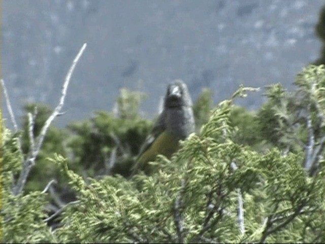 White-winged Grosbeak - ML201059391