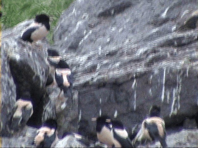 Storno roseo - ML201059401