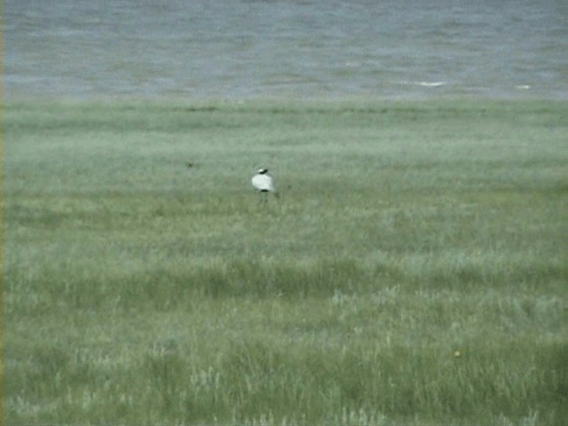 Damigella della Numidia - ML201059411