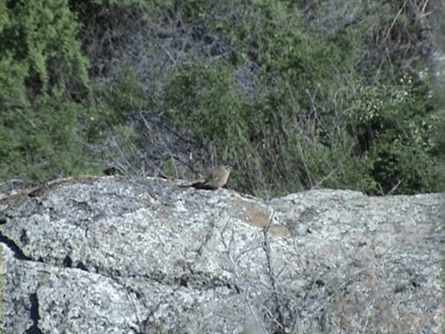 Zigolo muciatto - ML201059431