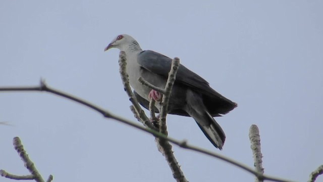 Андаманский вяхирь - ML201059441