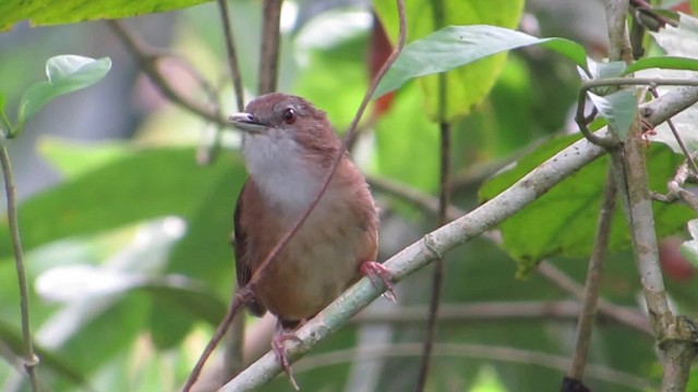 Abbott's Babbler - ML201059451