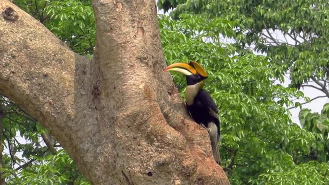 Great Hornbill - ML201059461