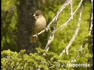 Siberian Jay - ML201059551