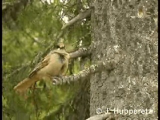 Siberian Jay - ML201059561