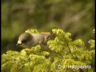 Siberian Jay - ML201059571