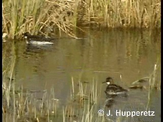 Red-necked Phalarope - ML201059581