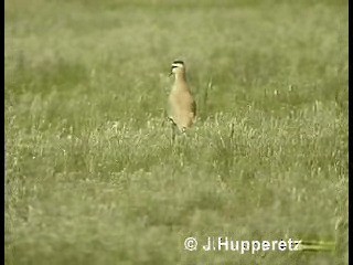 Sociable Lapwing - ML201059791