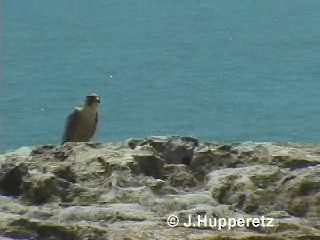 Peregrine Falcon (Barbary) - ML201059851