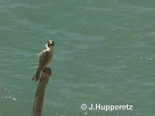 Peregrine Falcon (Barbary) - ML201059861
