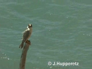 Wanderfalke (pelegrinoides) - ML201059861