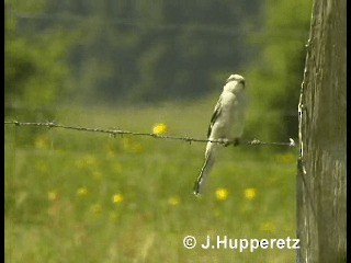 Great Gray Shrike (Great Gray) - ML201059891