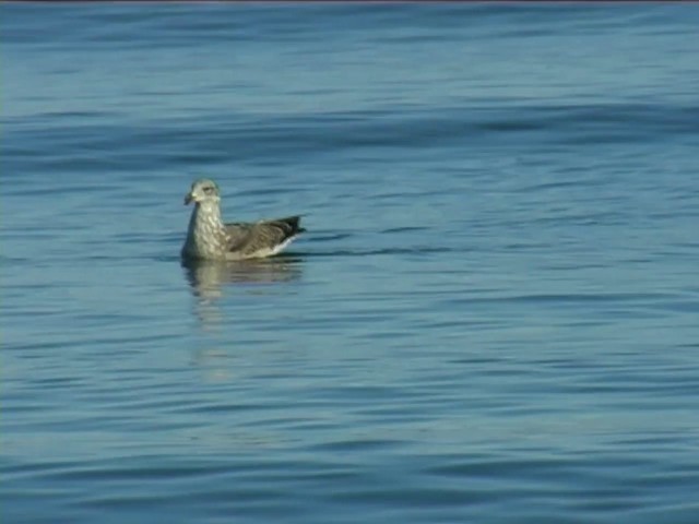 Kelp Gull - ML201060181