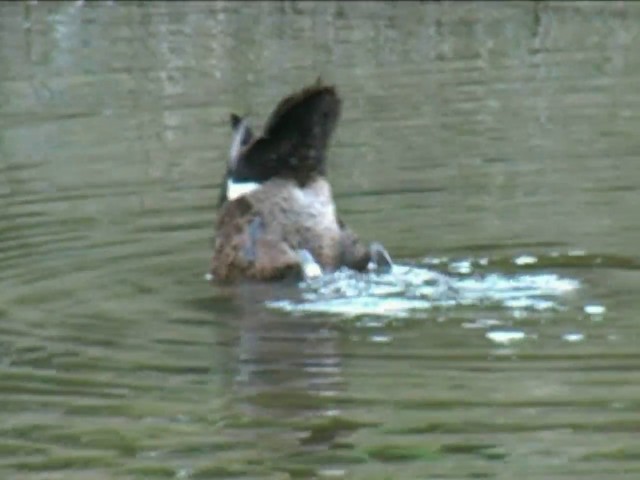 Brown Teal - ML201060211