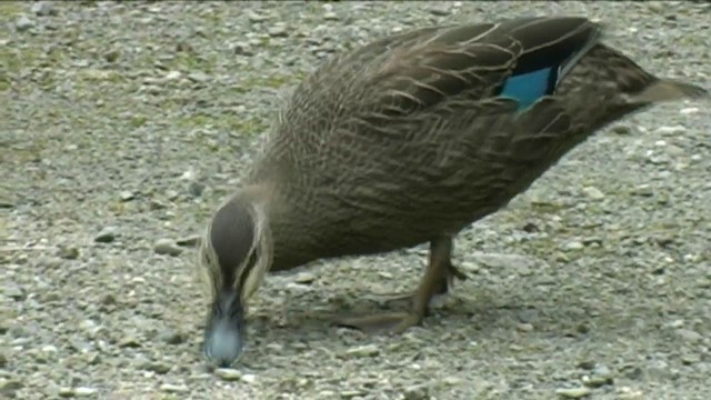 Canard à sourcils - ML201060231