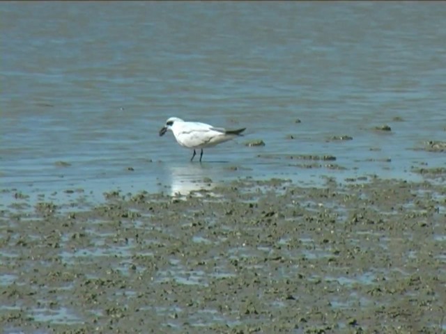 Australian Tern - ML201060321