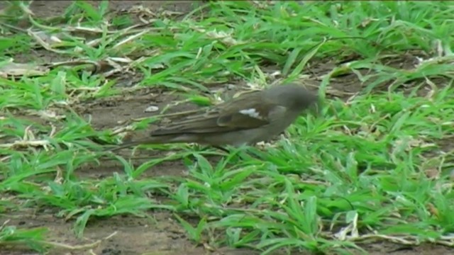 Moineau sud-africain - ML201060381