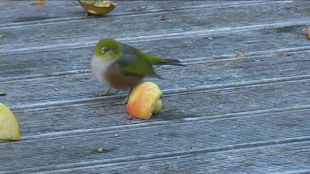 Silvereye - ML201060431