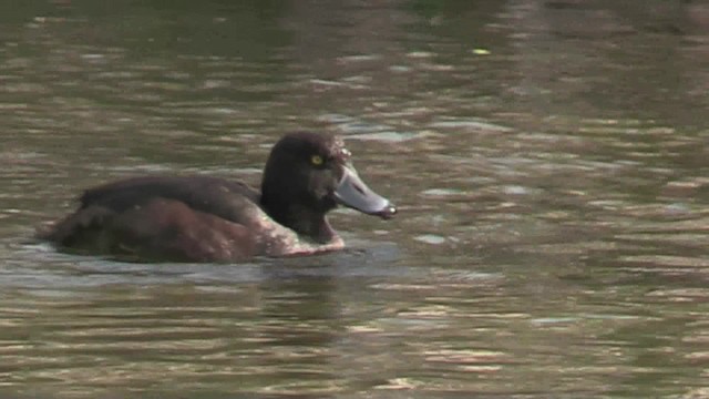 New Zealand Scaup - ML201060551