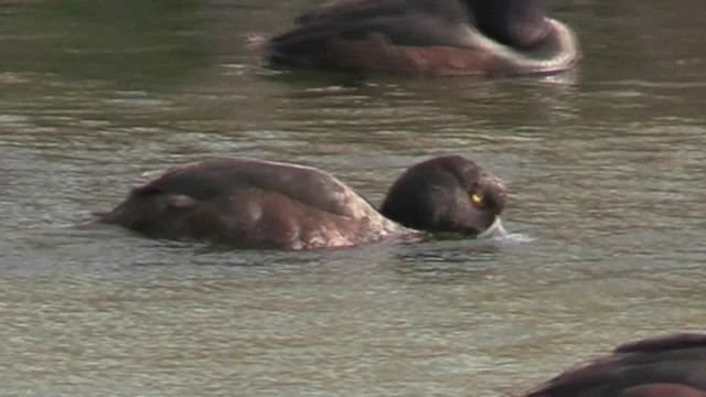 New Zealand Scaup - ML201060561