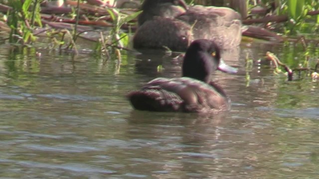 New Zealand Scaup - ML201060571