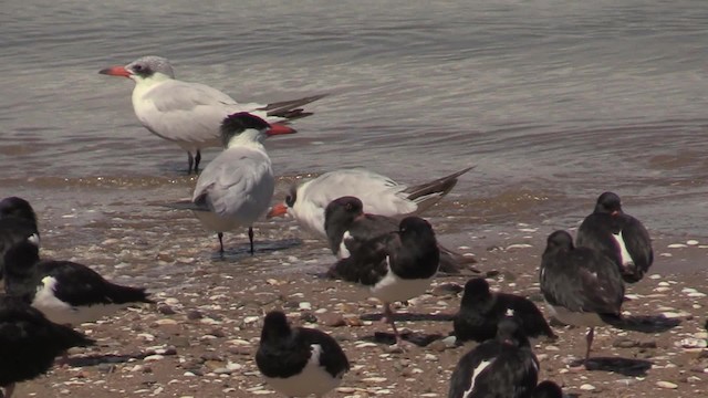 Caspian Tern - ML201060771