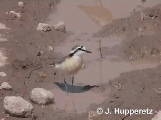 Kittlitz's Plover - ML201061211