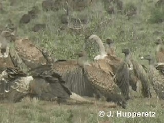 Rüppell's Griffon - ML201061241