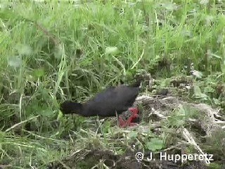 Black Crake - ML201061251