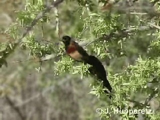 Eastern Paradise-Whydah - ML201061261