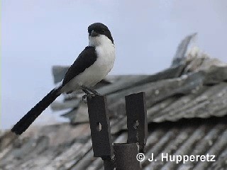 Long-tailed Fiscal - ML201061301