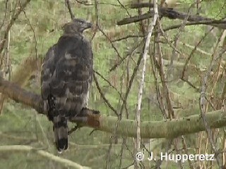 Орел вінценосний - ML201061351