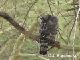 Aigle couronné - ML201061361