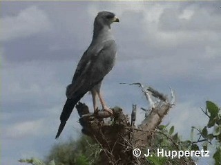 Eastern Chanting-Goshawk - ML201061401