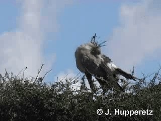 Secretarybird - ML201061471