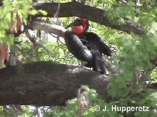 Southern Ground-Hornbill - ML201061481