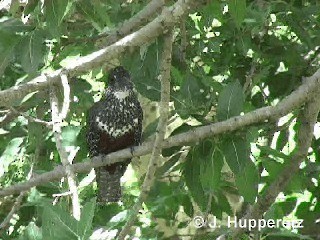 Giant Kingfisher - ML201061491