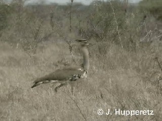 Kori Bustard - ML201061511