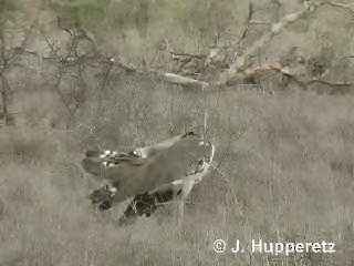 Kori Bustard - ML201061521