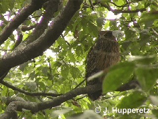 Tawny Fish-Owl - ML201061571