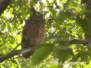 Tawny Fish-Owl - ML201061581