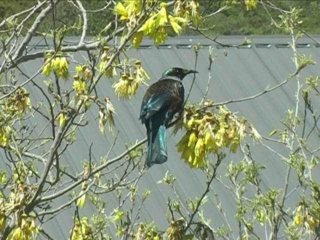 Tui - ML201061881