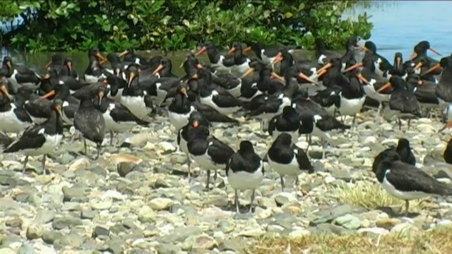 South Island Oystercatcher - ML201061911