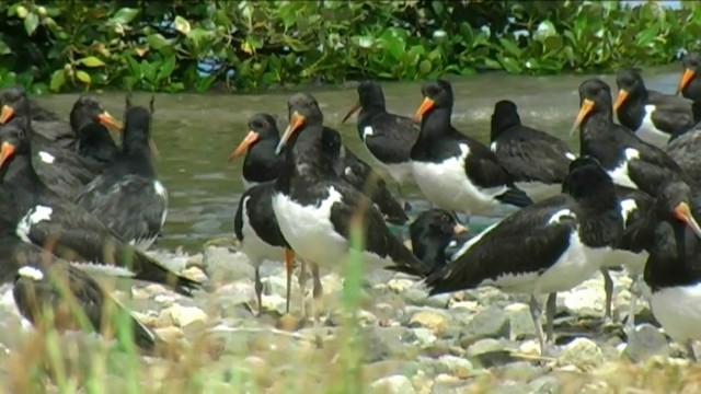 South Island Oystercatcher - ML201061921