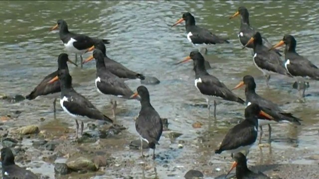 South Island Oystercatcher - ML201061941